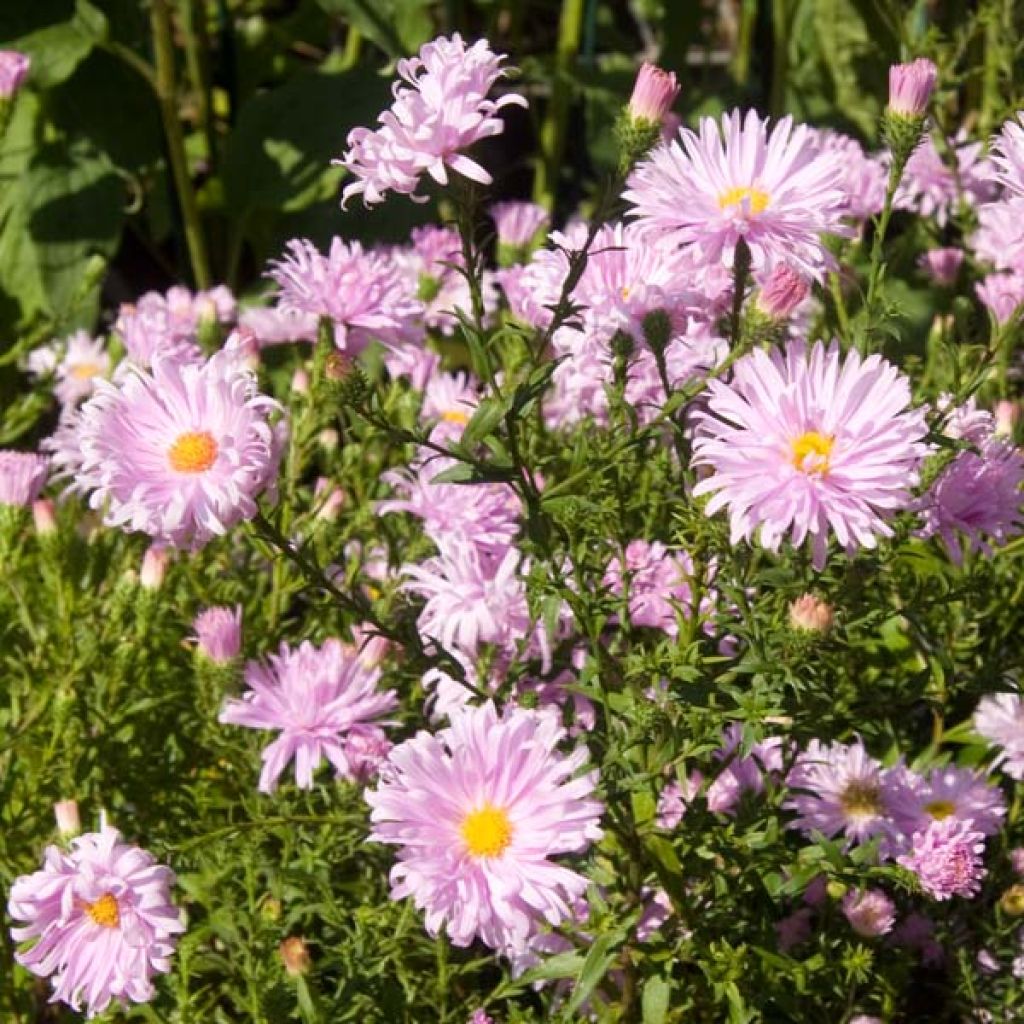 Aster novi-belgii Fellowship - Glattblatt-Aster