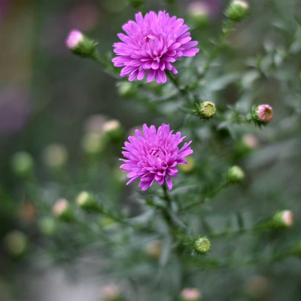 Aster novi-belgii Karmin Kuppel - Glattblatt-Aster