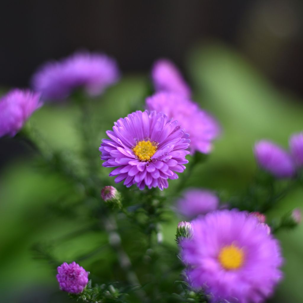 Aster novi-belgii Karmin Kuppel - Glattblatt-Aster