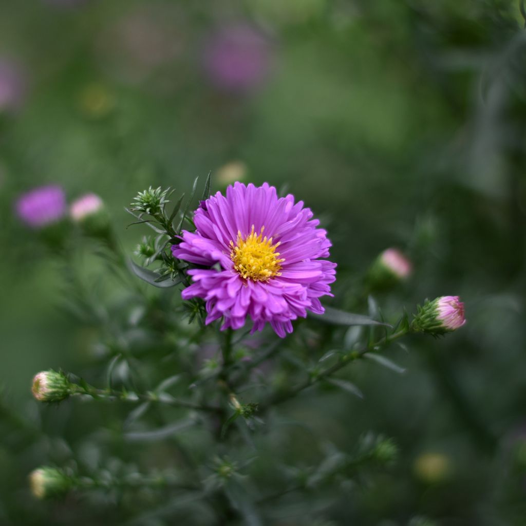 Aster novi-belgii Karmin Kuppel - Glattblatt-Aster