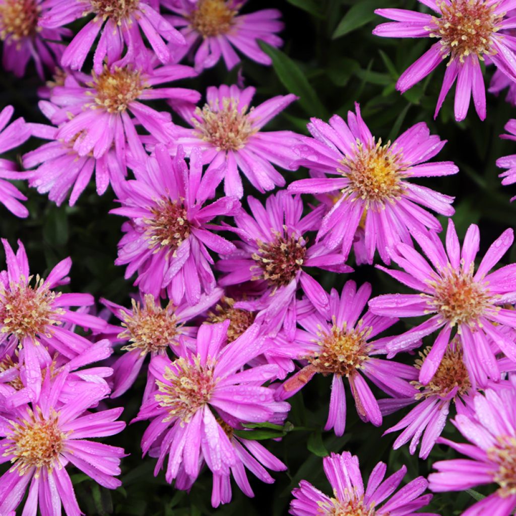 Aster novi-belgii Karmin Kuppel - Glattblatt-Aster