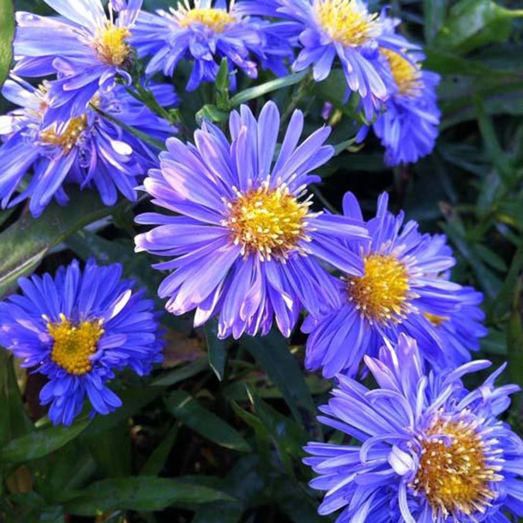 Aster novi-belgii Marie Ballard - Glattblatt-Aster