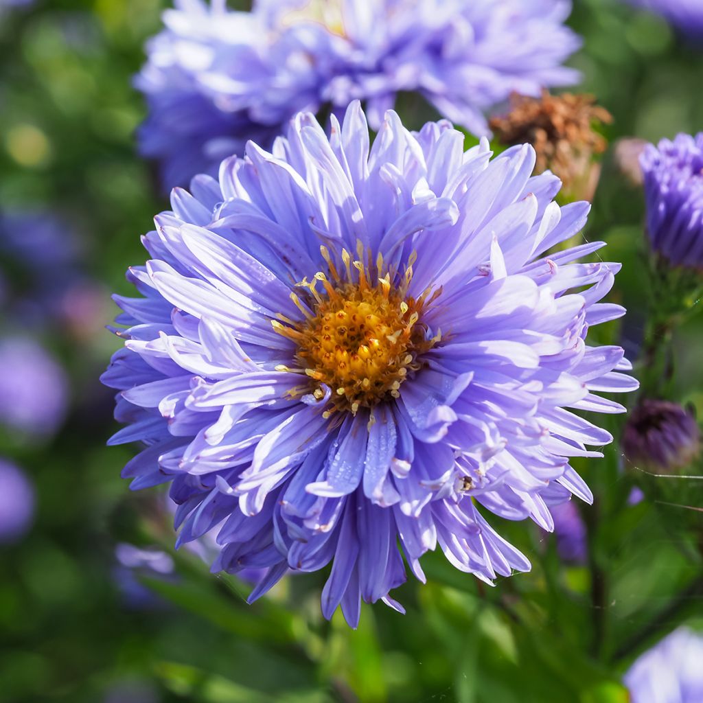 Aster novi-belgii Marie Ballard - Glattblatt-Aster