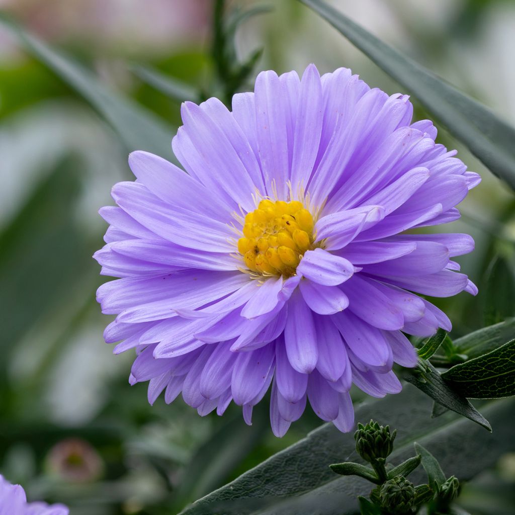 Aster novi-belgii Marie Ballard - Glattblatt-Aster