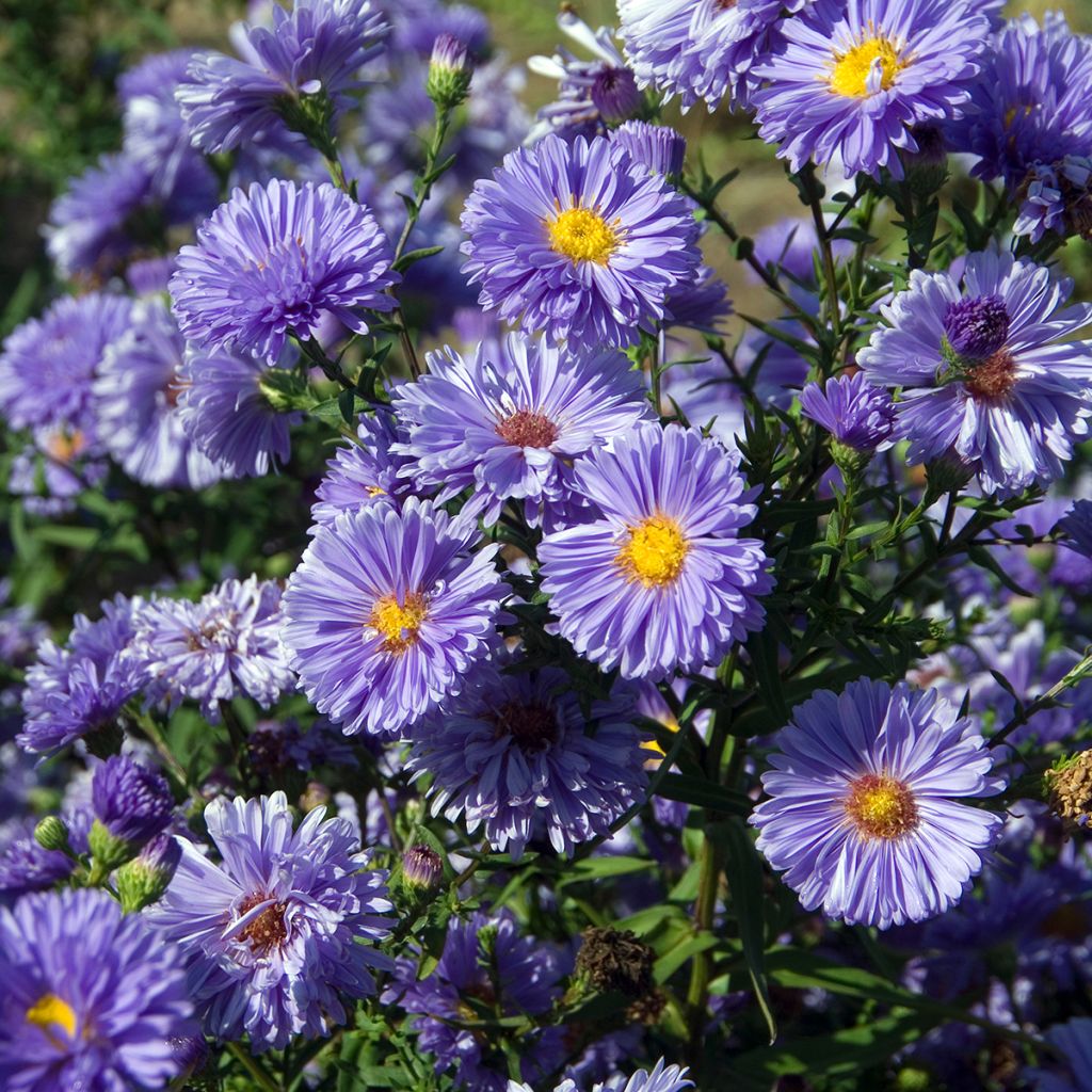 Aster novi-belgii Marie Ballard - Glattblatt-Aster