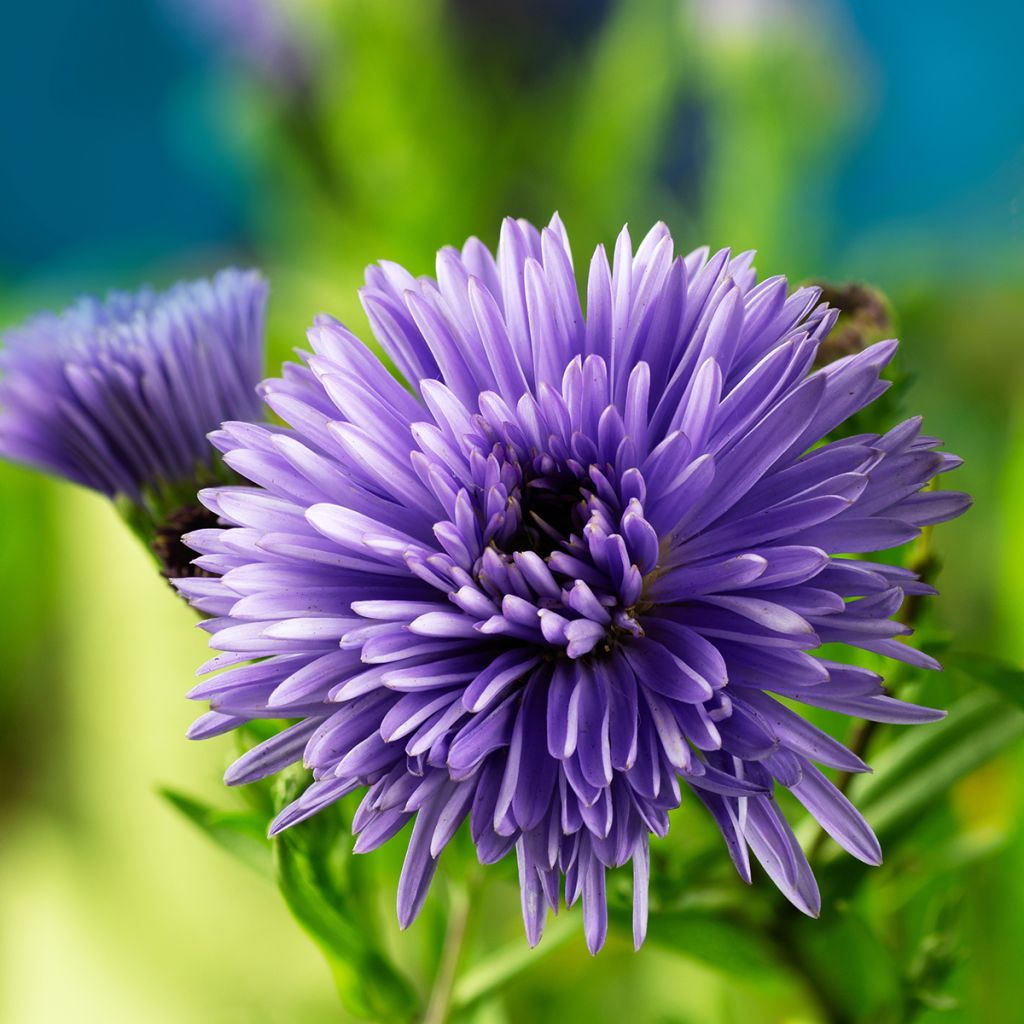 Aster novi-belgii Marie Ballard - Glattblatt-Aster