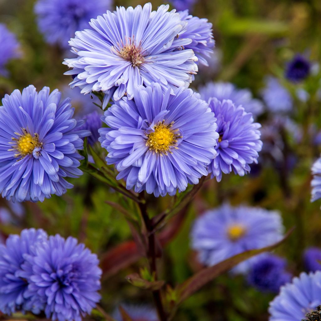 Aster novi-belgii Marie Ballard - Glattblatt-Aster