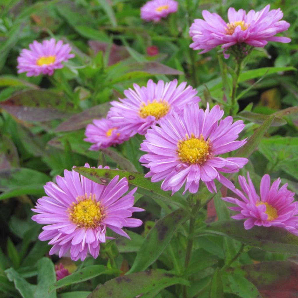 Aster novi-belgii Patricia Ballard - Glattblatt-Aster