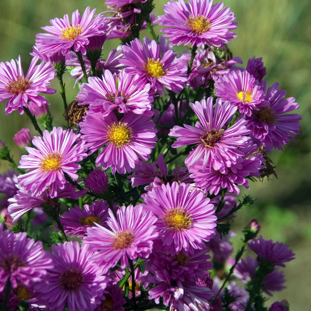 Aster novi-belgii Patricia Ballard - Glattblatt-Aster