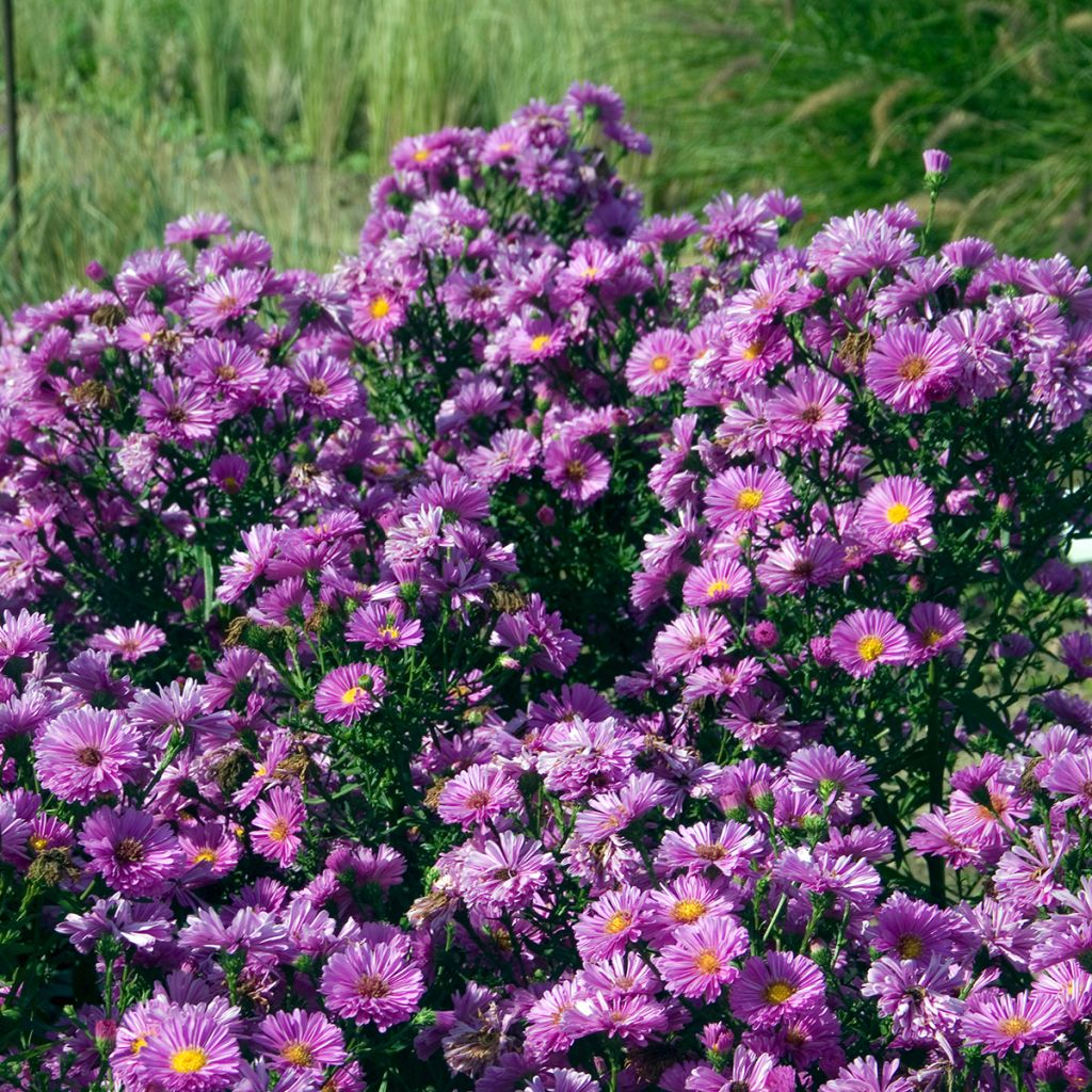 Aster novi-belgii Patricia Ballard - Glattblatt-Aster