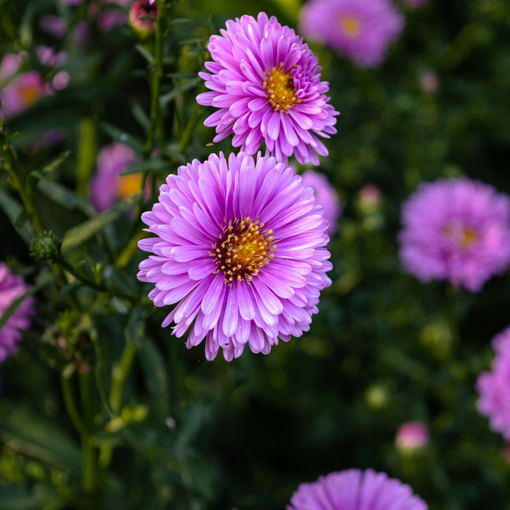 Aster novi-belgii Patricia Ballard - Glattblatt-Aster