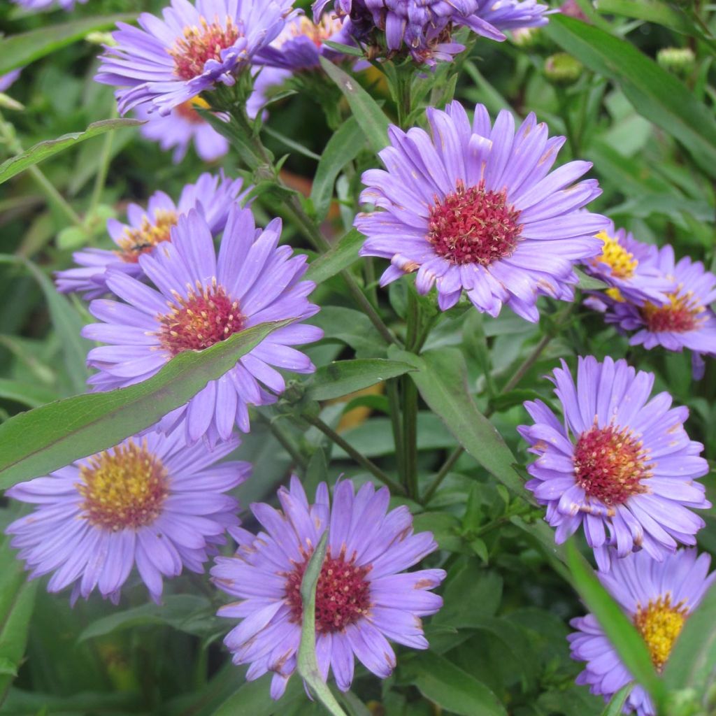 Aster novi-belgii Reitlingstal - Glattblatt-Aster