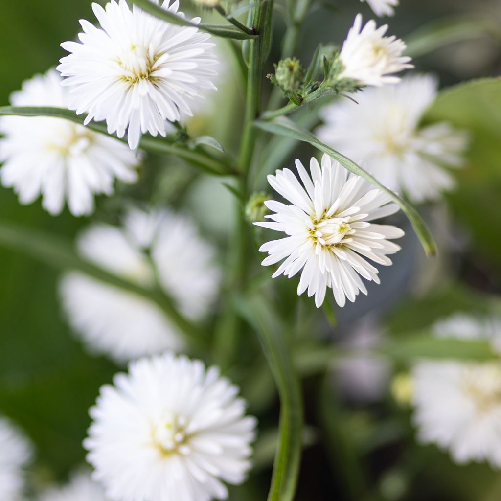 Aster novi-belgii White Lady - Glattblatt-Aster