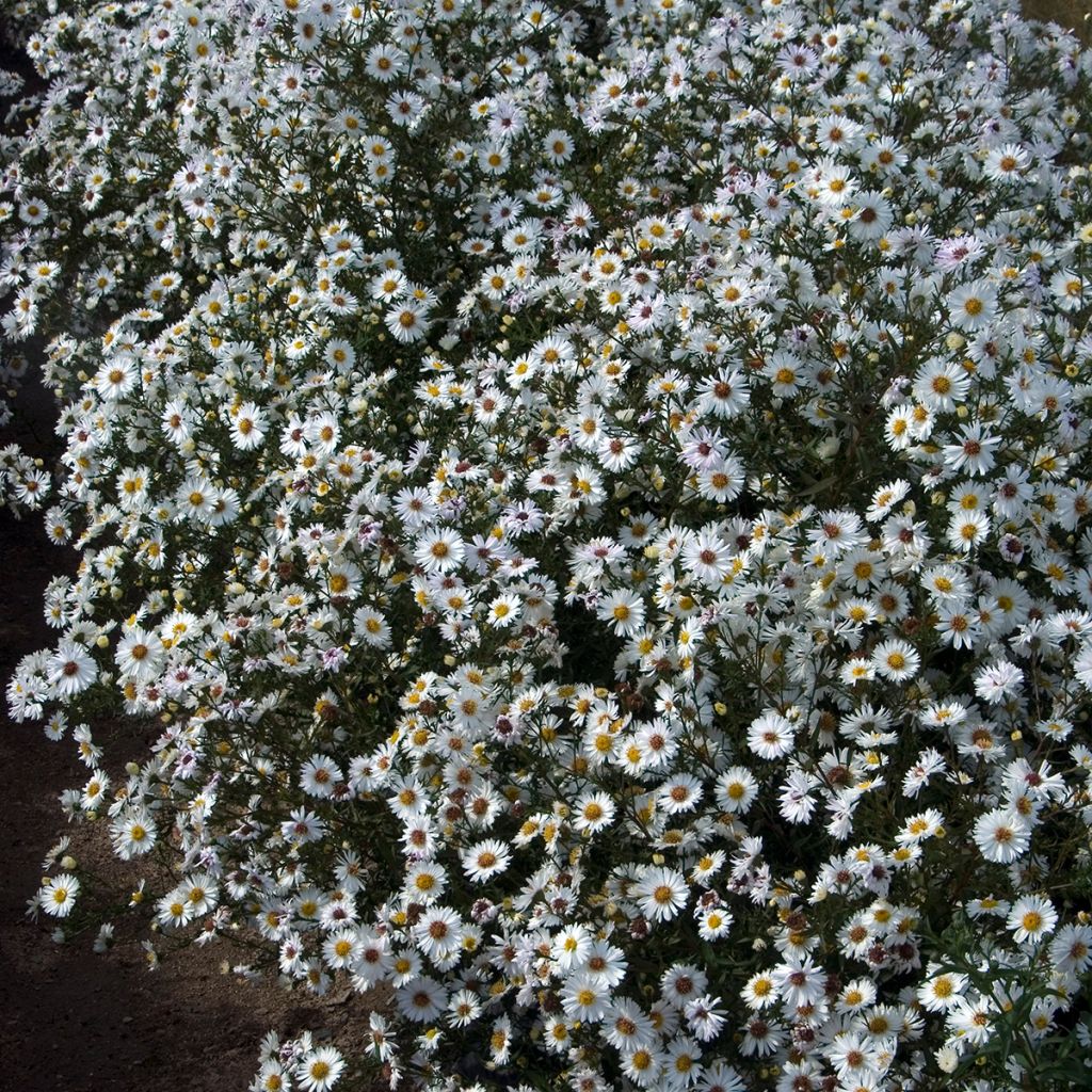 Aster novi-belgii White Lady - Glattblatt-Aster