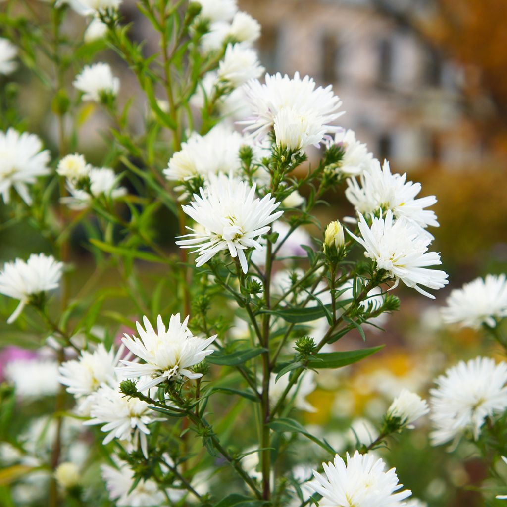 Aster novi-belgii White Lady - Glattblatt-Aster