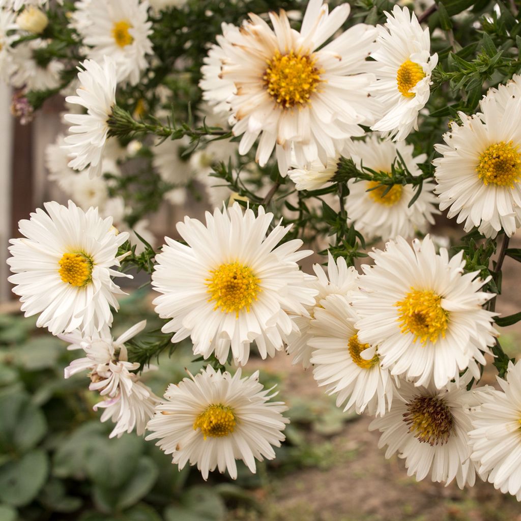 Aster novi-belgii White Lady - Glattblatt-Aster