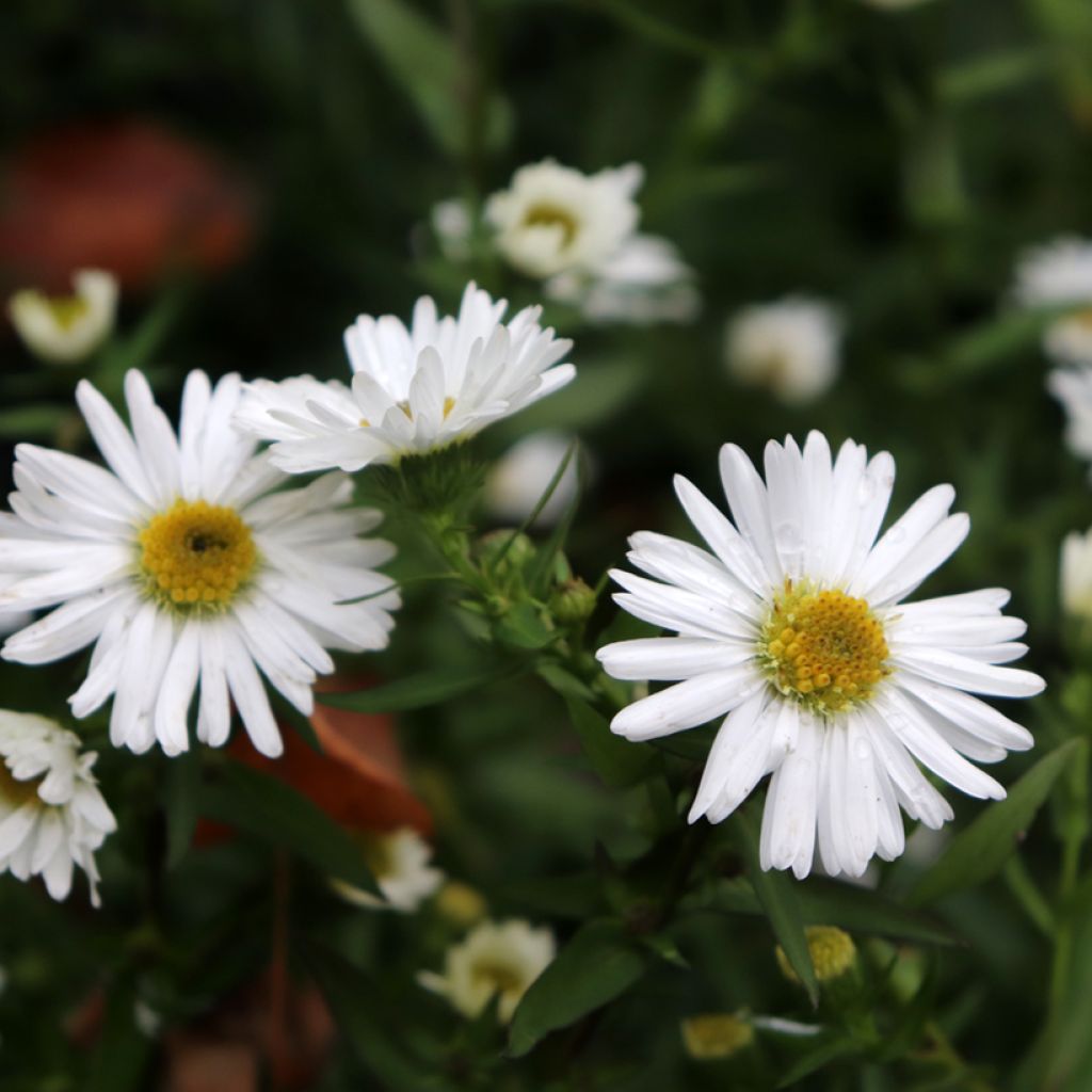 Aster novi-belgii White Lady - Glattblatt-Aster