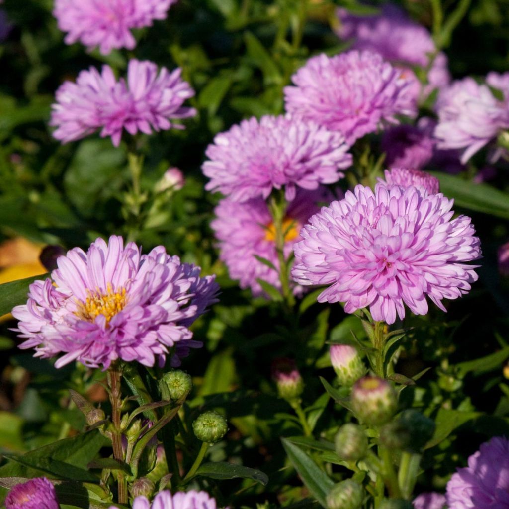 Aster novi-belgii Rosenponpon - Aster grand d’automne