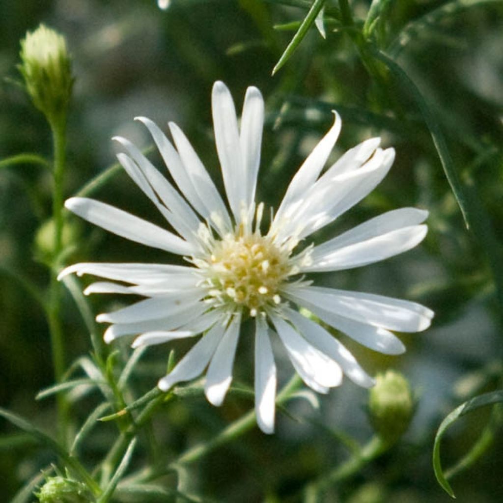 Aster ericoides pringlei Monte Cassino - Myrten Aster