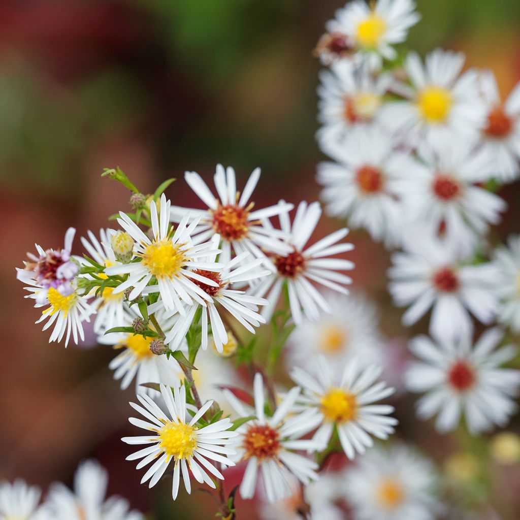 Aster ericoides pringlei Monte Cassino - Myrten Aster