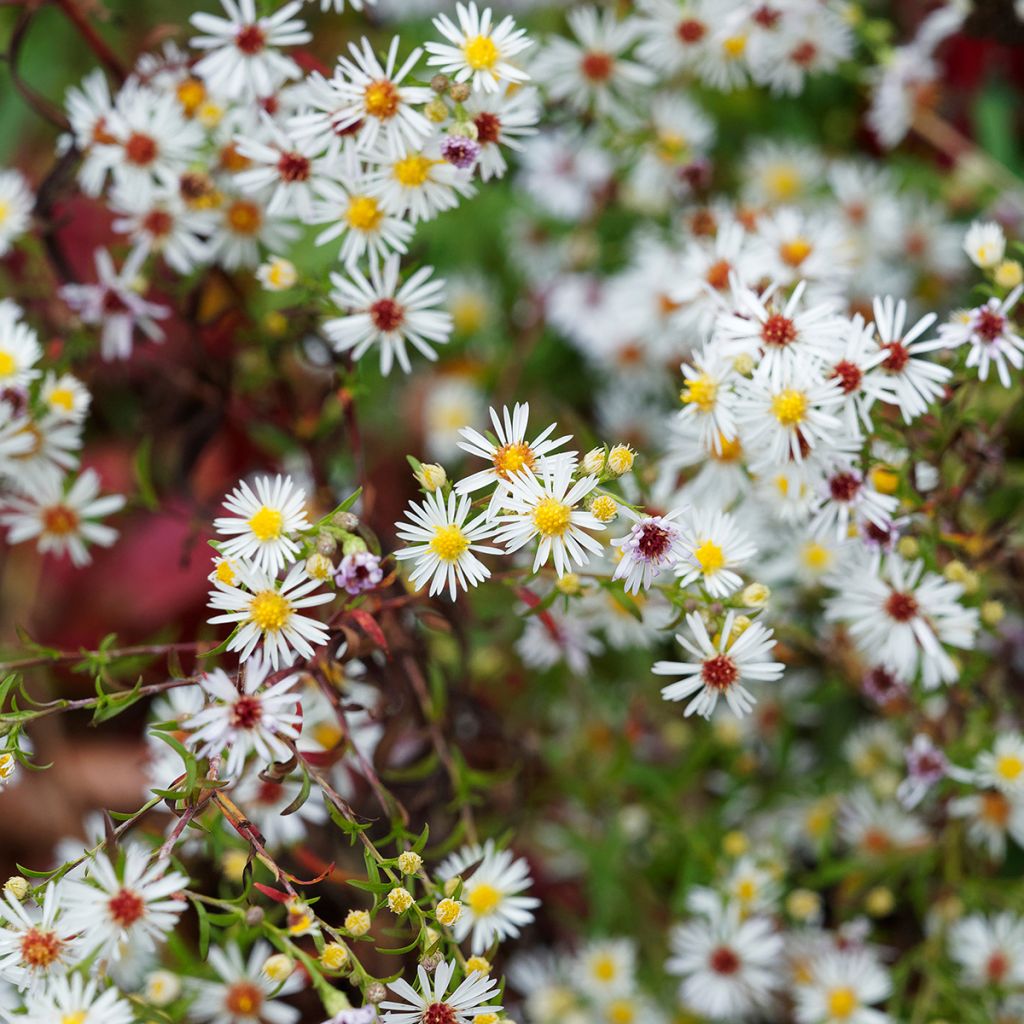 Aster ericoides pringlei Monte Cassino - Myrten Aster