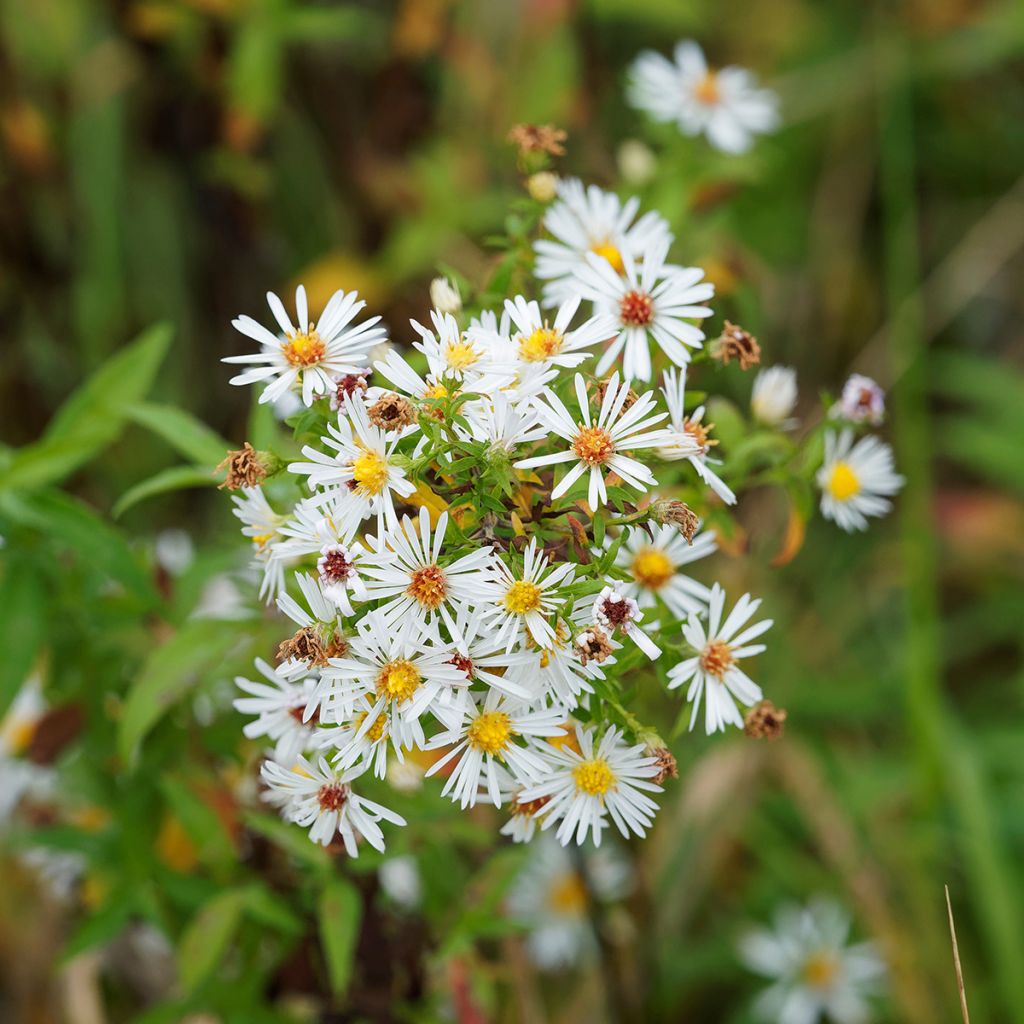 Aster ericoides pringlei Monte Cassino - Myrten Aster