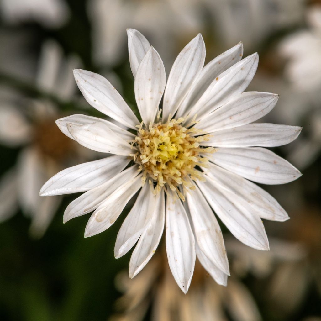 Aster ptarmicoïdes