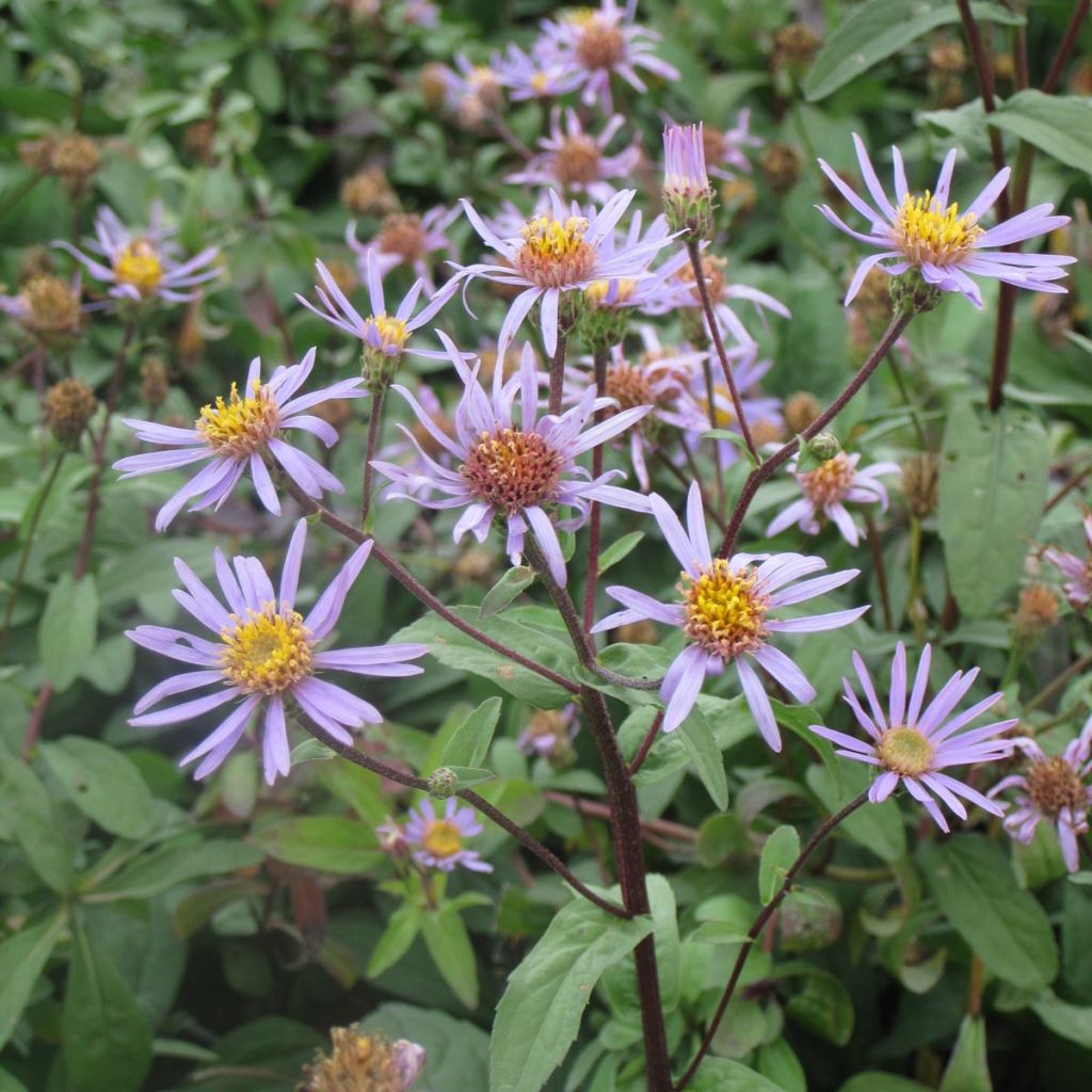 Aster radula August Sky - Raspel-Aster