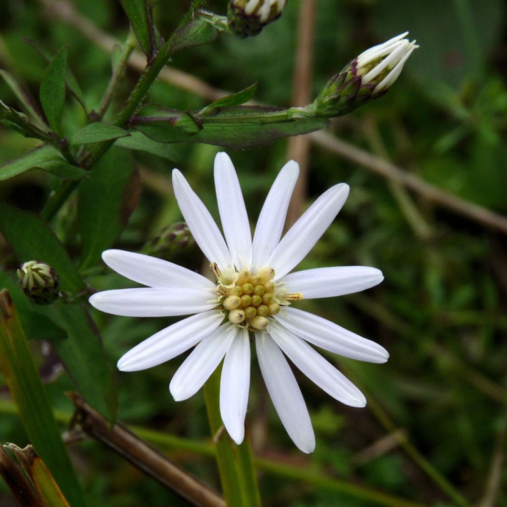 Aster schreberi  - Schrebers Aster