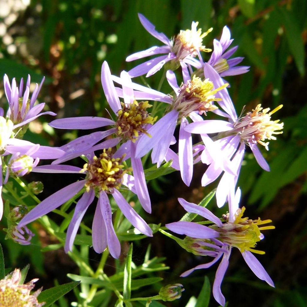 Aster sedifolius - Ödland-Aster