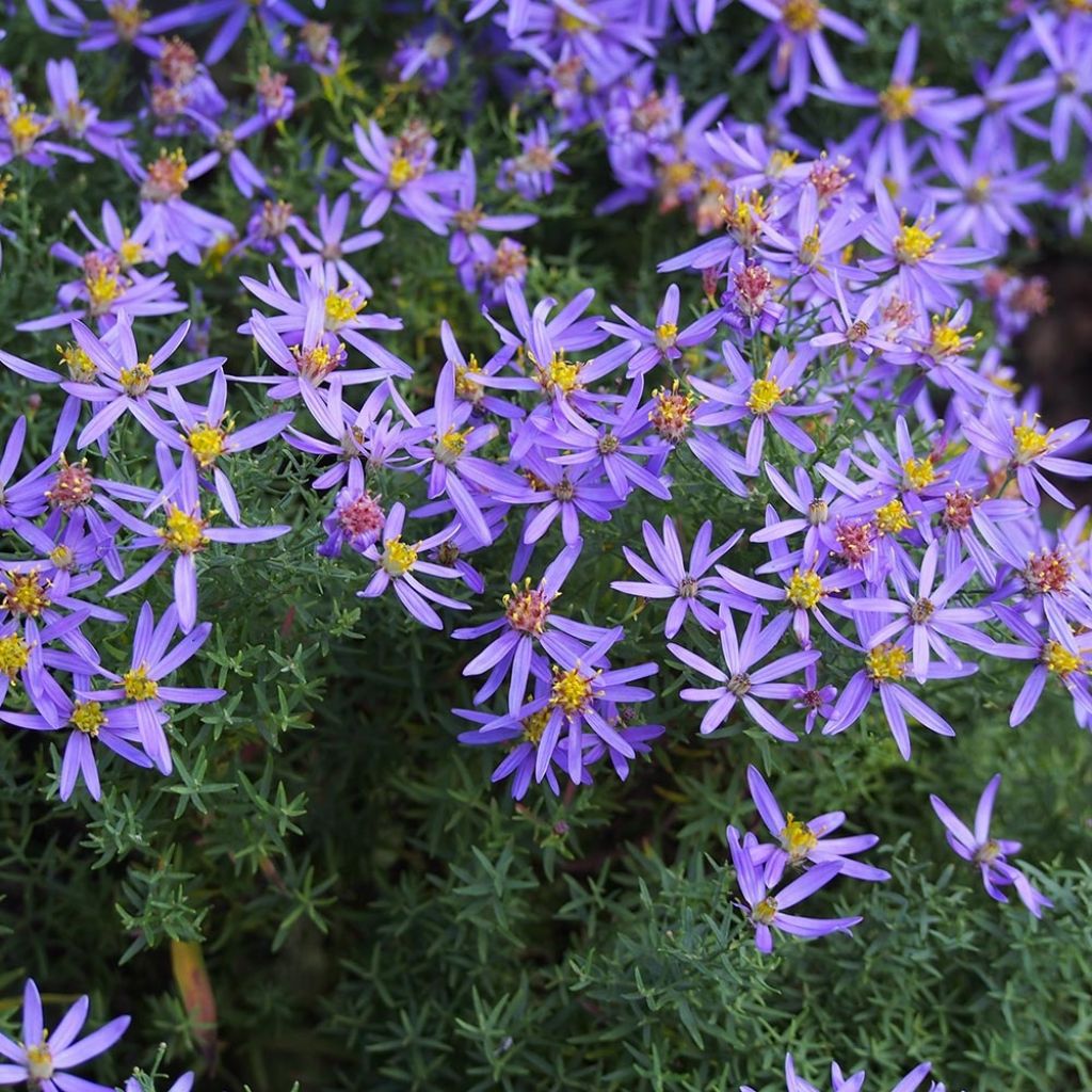 Aster sedifolius Nanus - Ödland-Aster