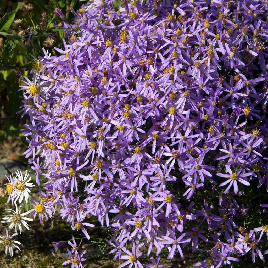 Aster sedifolius Nanus - Ödland-Aster