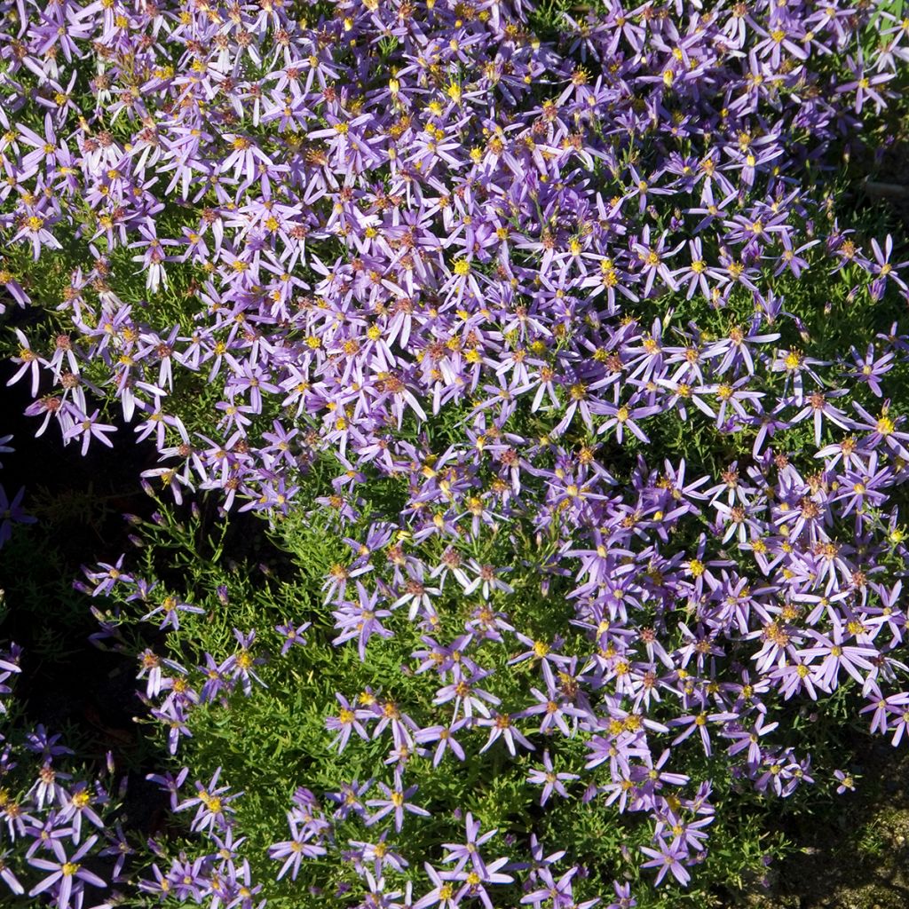 Aster sedifolius Nanus - Ödland-Aster