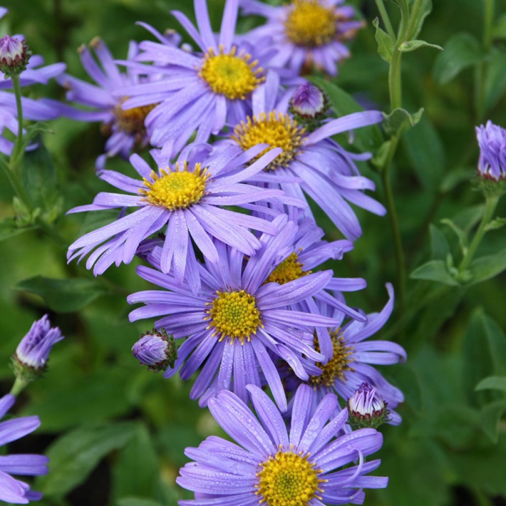 Aster thomsonii Nanus