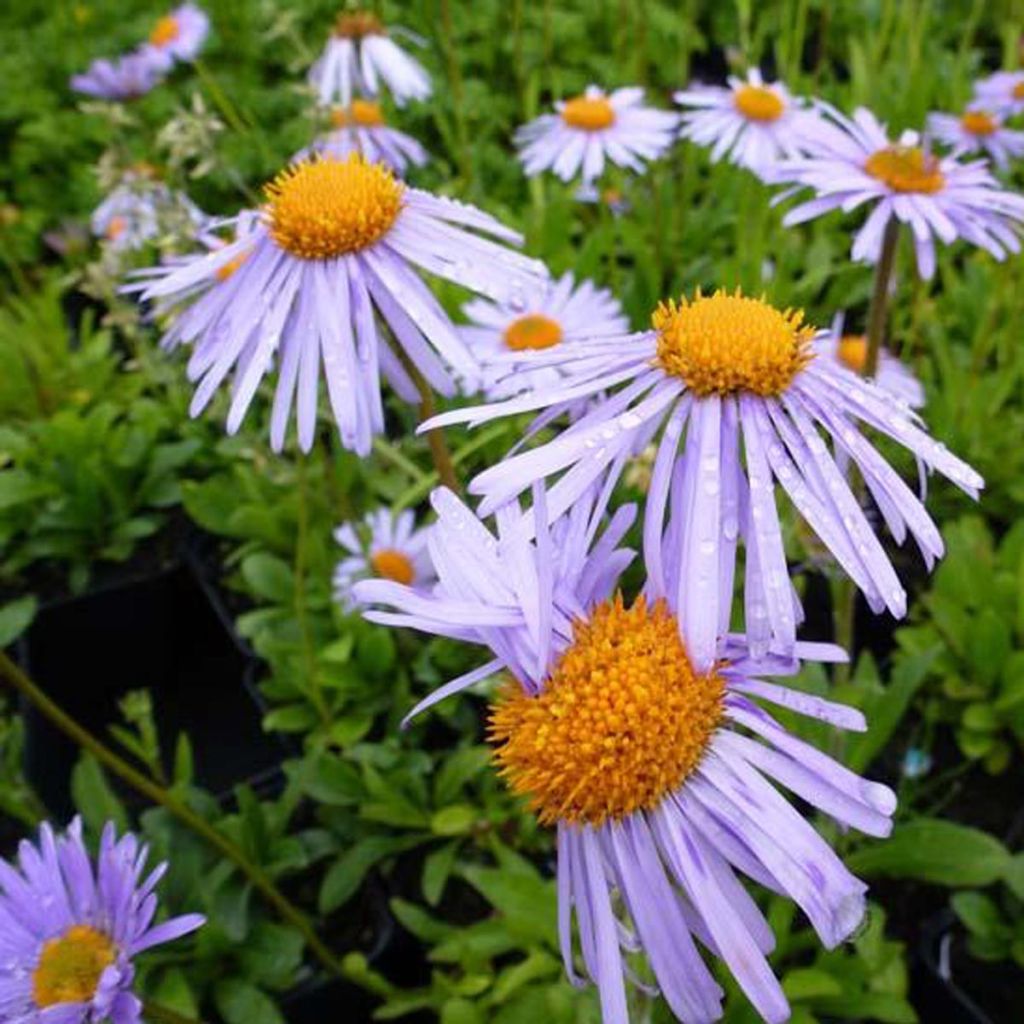 Aster tongolensis Wartburgstern - Frühlings-Aster