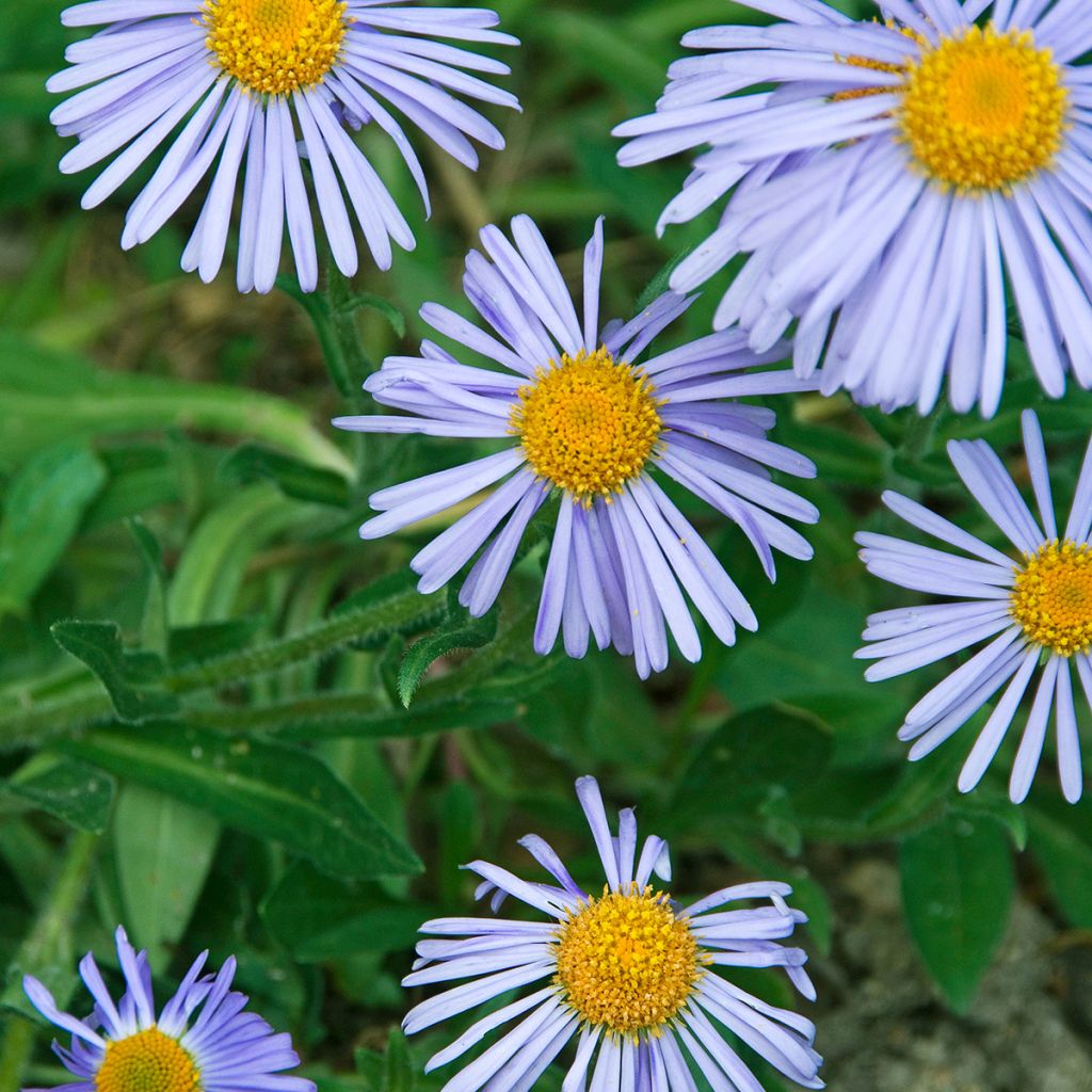 Aster tongolensis Wartburgstern - Frühlings-Aster