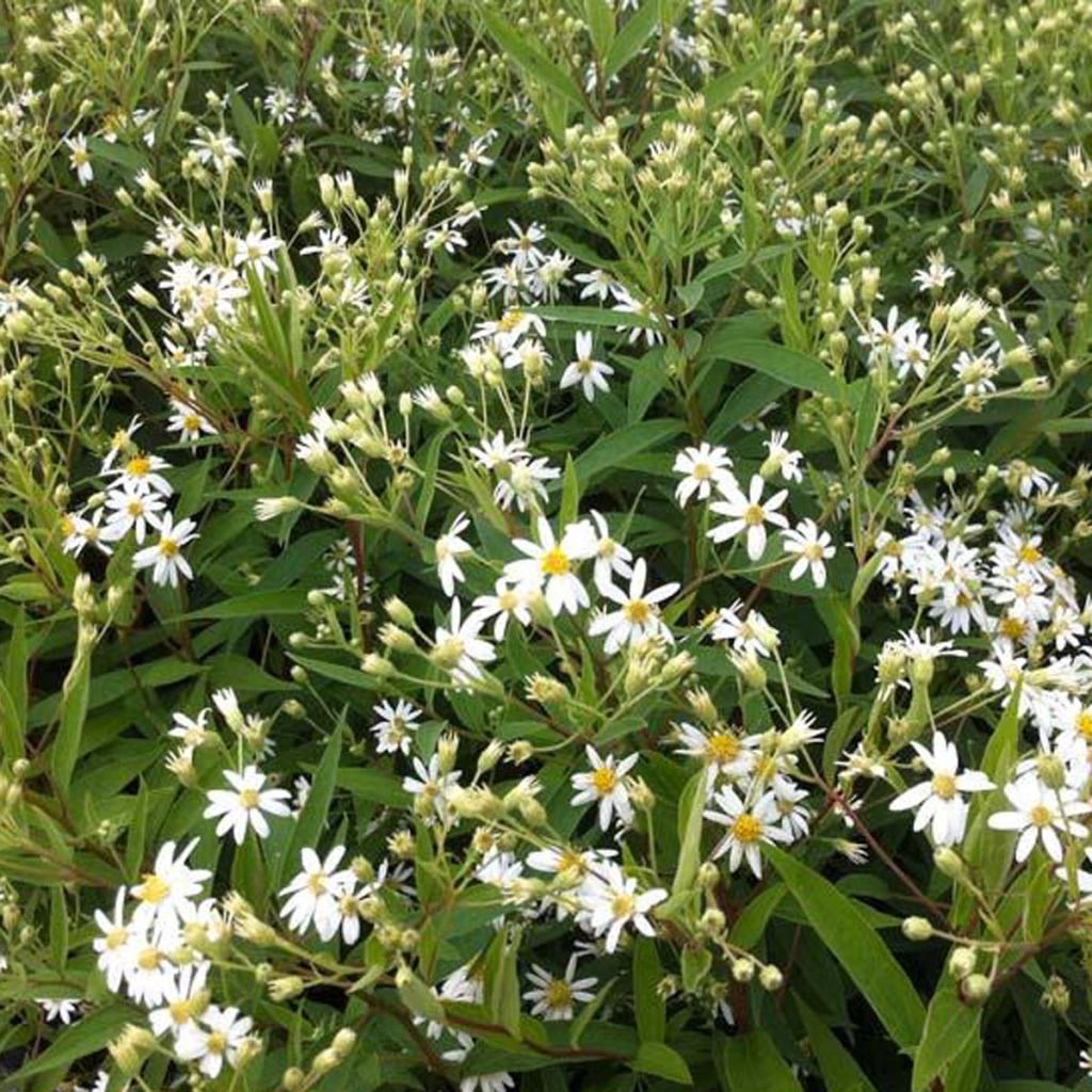 Aster umbellatus Weisser Schirm - Doldige Aster