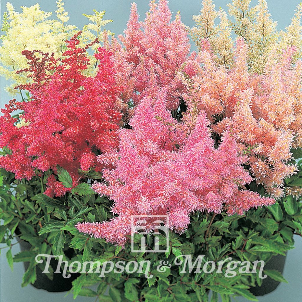 Astilbe arendsii Showstar (Samen) - Prachtspiere