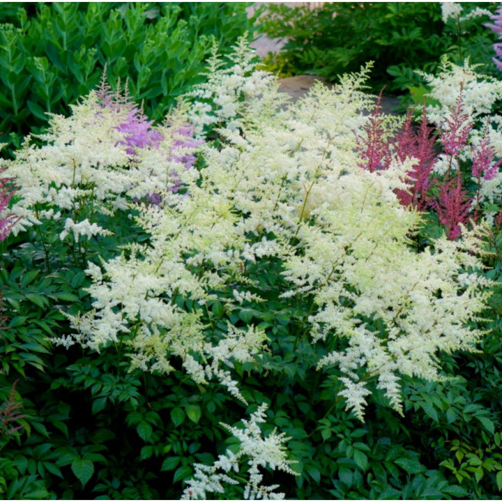 Astilbe Avalanche - Prachtspiere