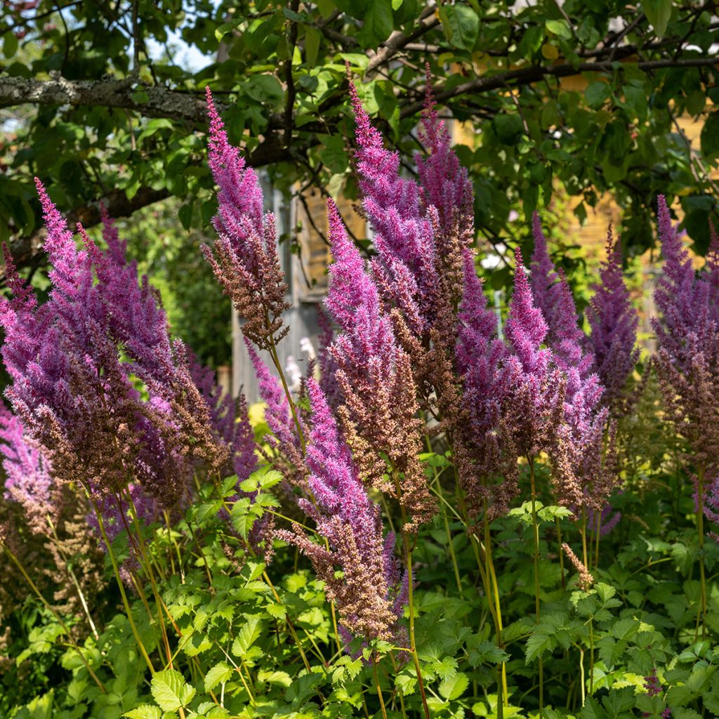 Astilbe chinensis Purpurkerze - Prachtspiere