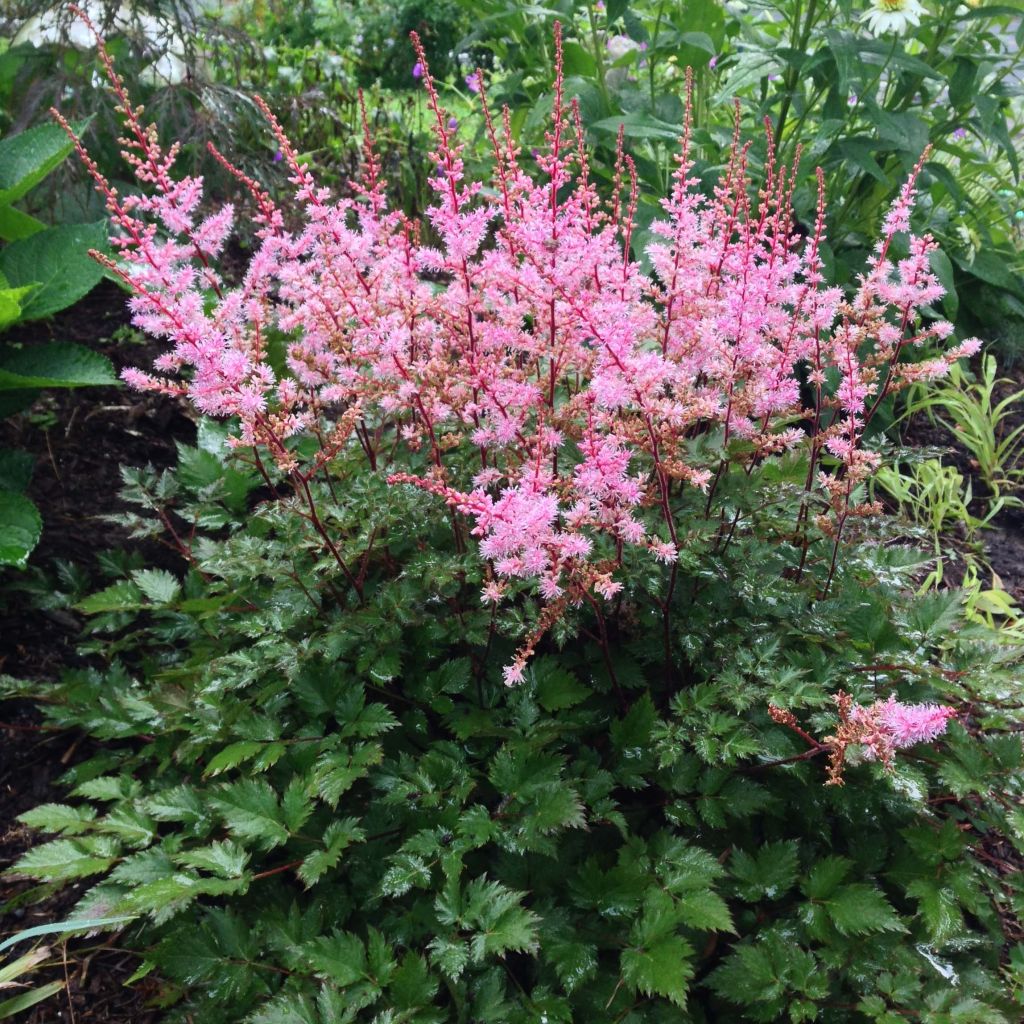 Astilbe japonica Delft Lace - Prachtspiere