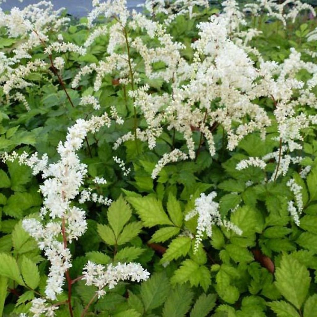 Astilbe thunbergii Professor van der Wielen - Prachtspiere