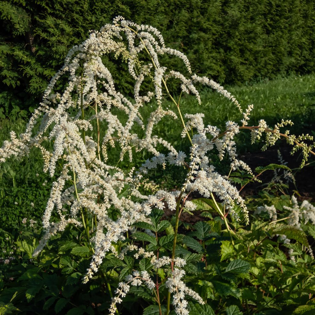 Astilbe thunbergii Professor van der Wielen - Prachtspiere