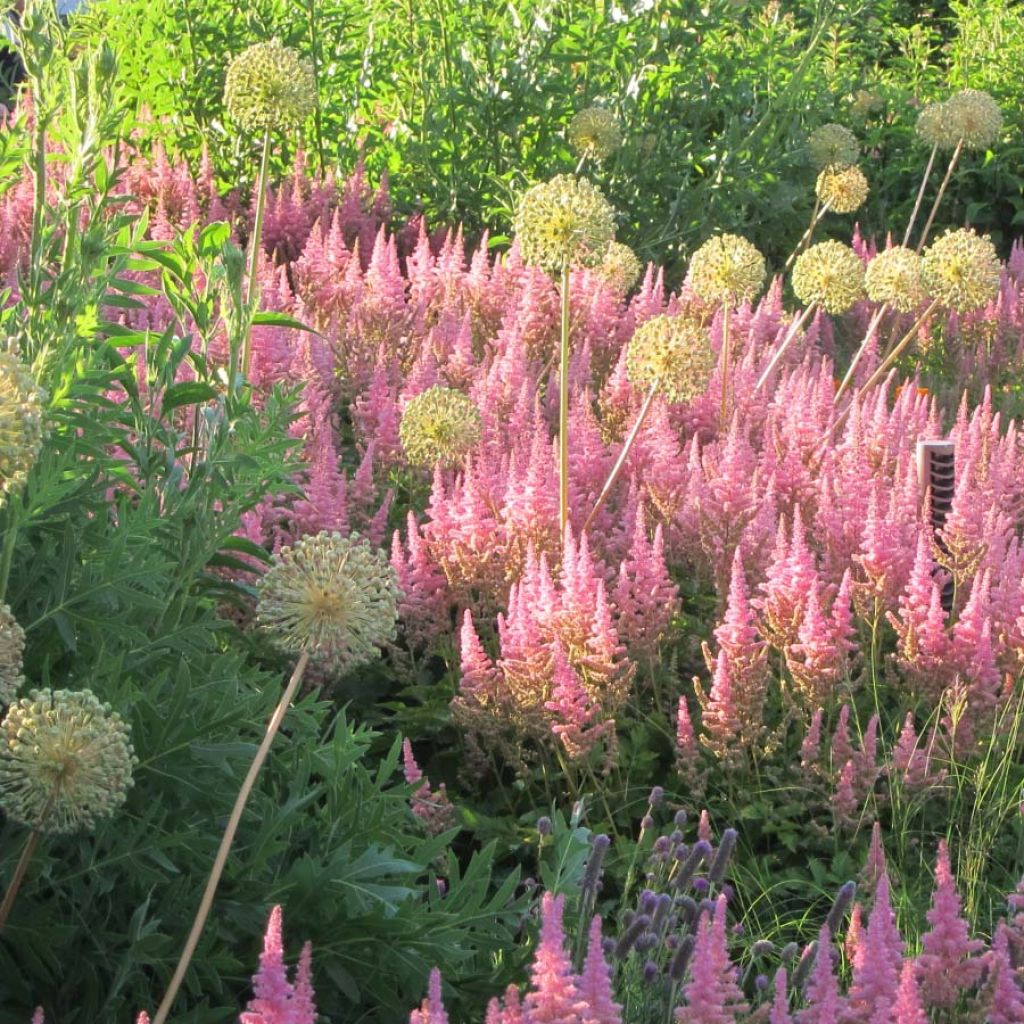 Astilbe chinensis Vision in Pink - Prachtspiere