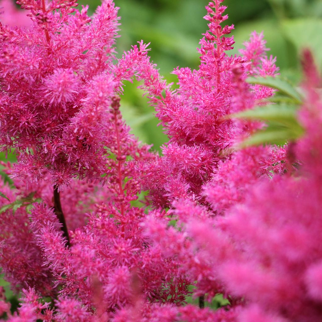 Astilbe Vision in Pink