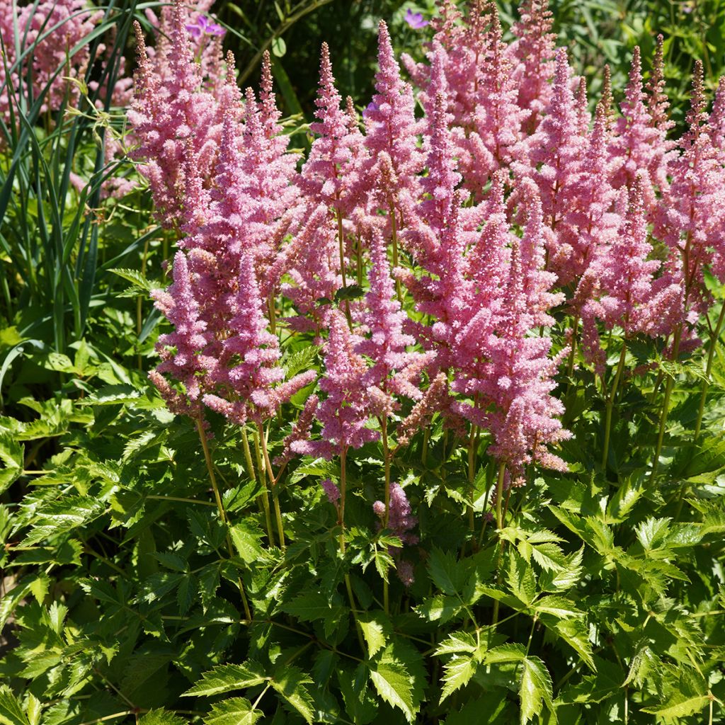 Astilbe chinensis Vision in Pink - Prachtspiere