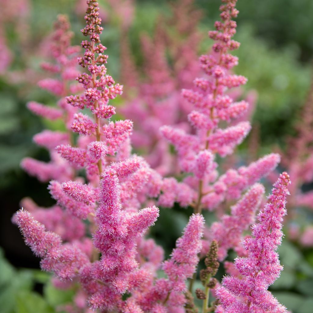 Astilbe chinensis Vision in Pink - Prachtspiere