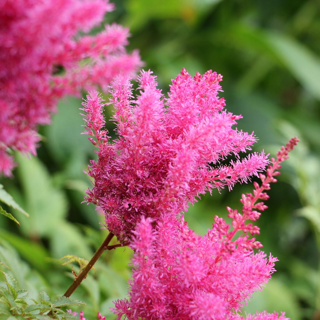 Astilbe chinensis Vision in Pink - Prachtspiere