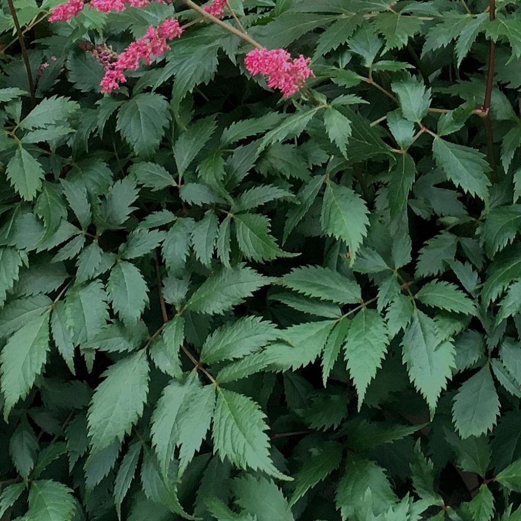 Astilbe Vision in Red