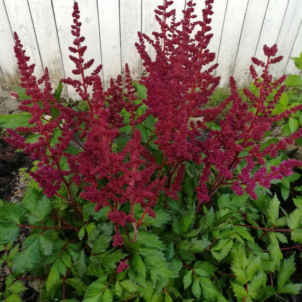 Astilbe chinensis Vision in Red - Prachtspiere